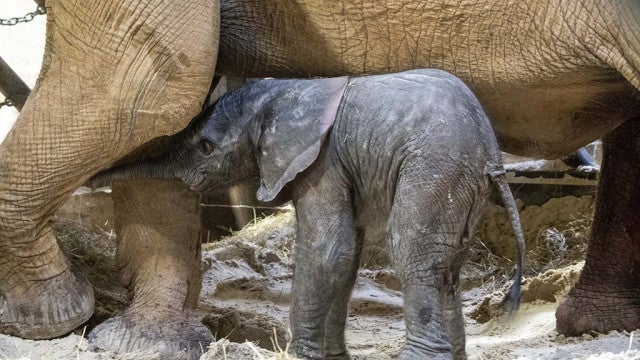 Cria de elefante nasce em zoo de Valência; veja o momento do nascimento
