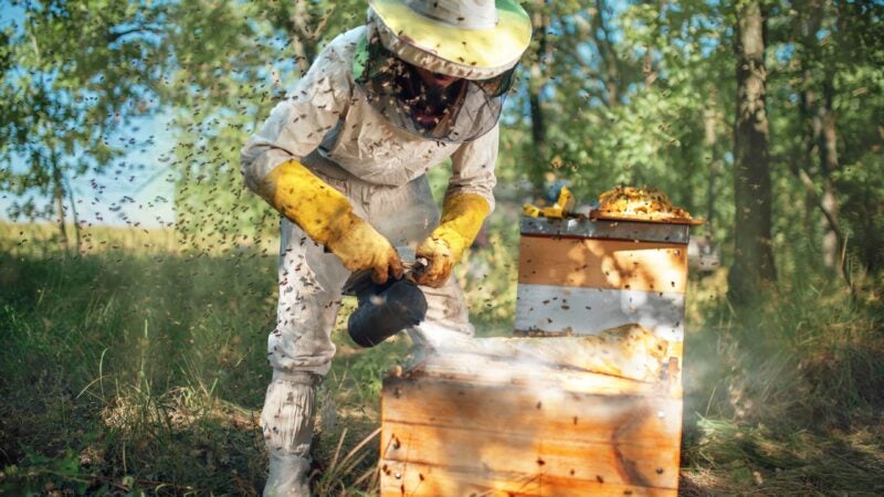 Projeto de polinização alia biodiversidade a agricultura sustentável