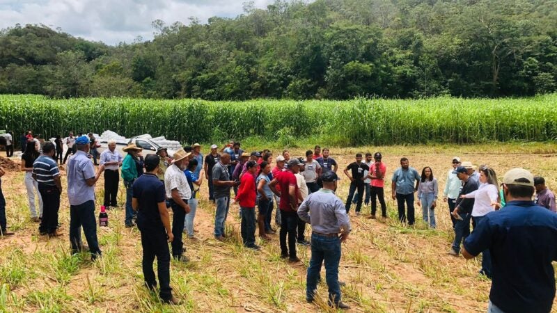 Silagem a partir de consórcio banca custo da renovação do pasto e deixa dinheiro no caixa