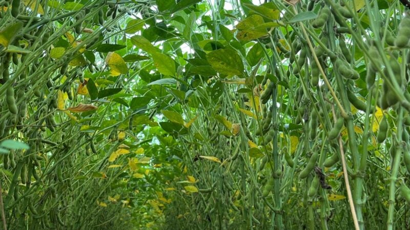 Sementes da Agro-Sol apresentam alta germinação no solo