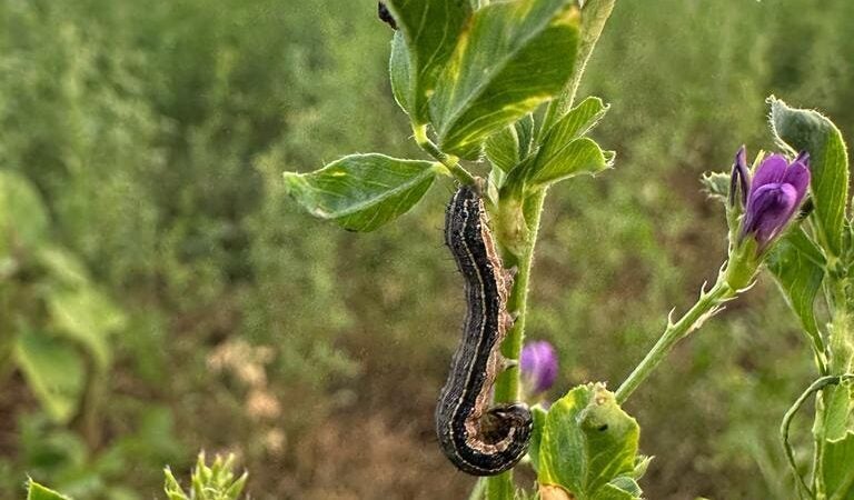 Condições favoráveis para a lagarta do cartucho acende alerta para safrinha