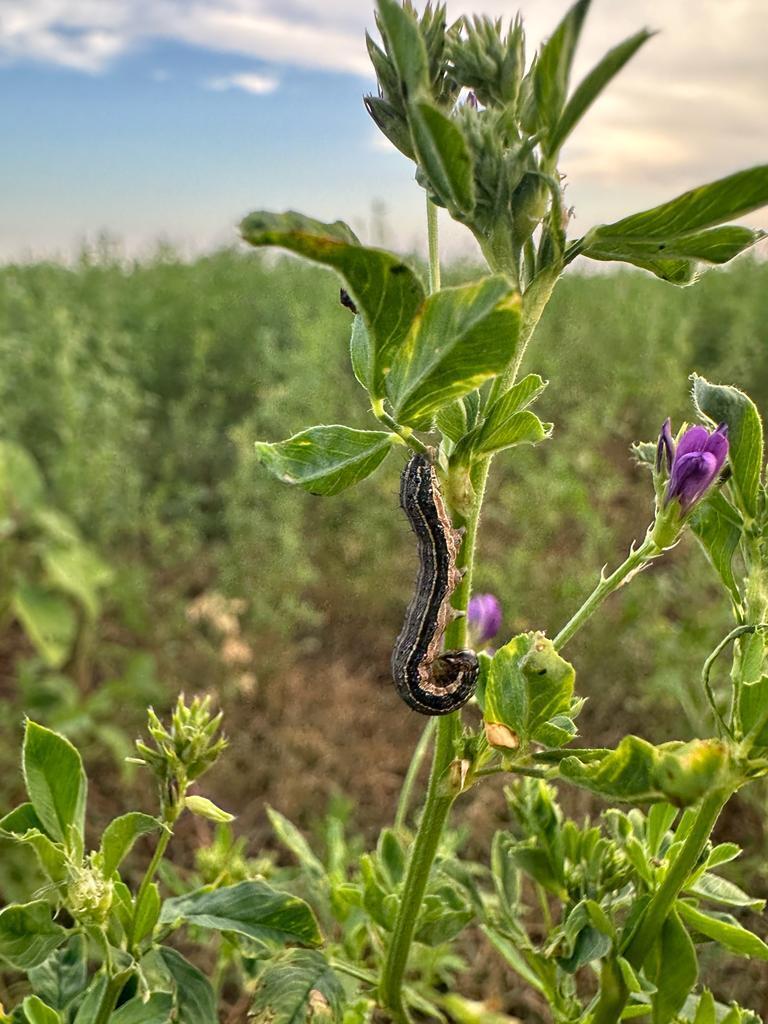 Condições favoráveis para a lagarta do cartucho acende alerta para safrinha