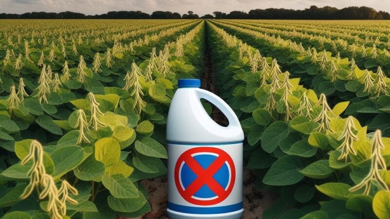 Produtor não deve utilizar água sanitária para dessecar a soja