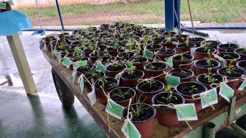 Estudantes de escola estadual aprendem a fazer adubo orgânico utilizando técnica sustentável