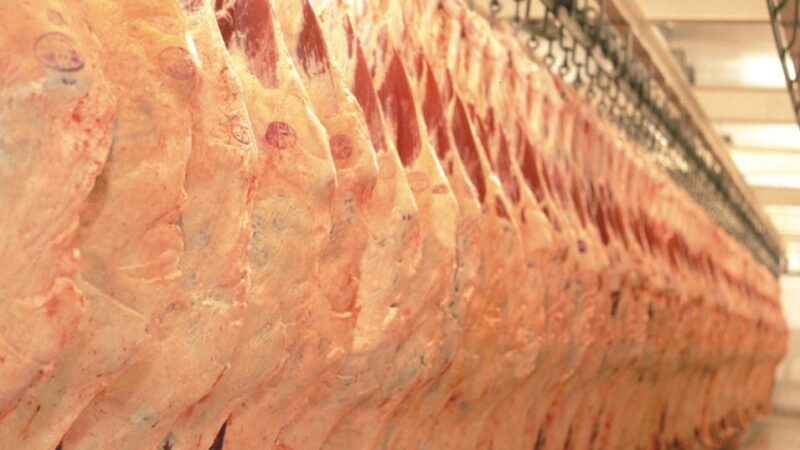 Mato Grosso atinge recorde histórico no volume de abate bovinos no 1º trimestre, segundo o Imea