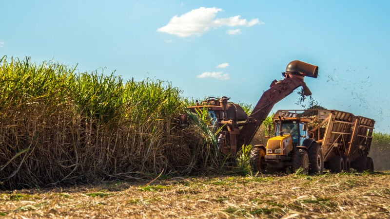 Bicudo da cana pode causar danos de produtividade de até 25 toneladas por hectare aos canaviais