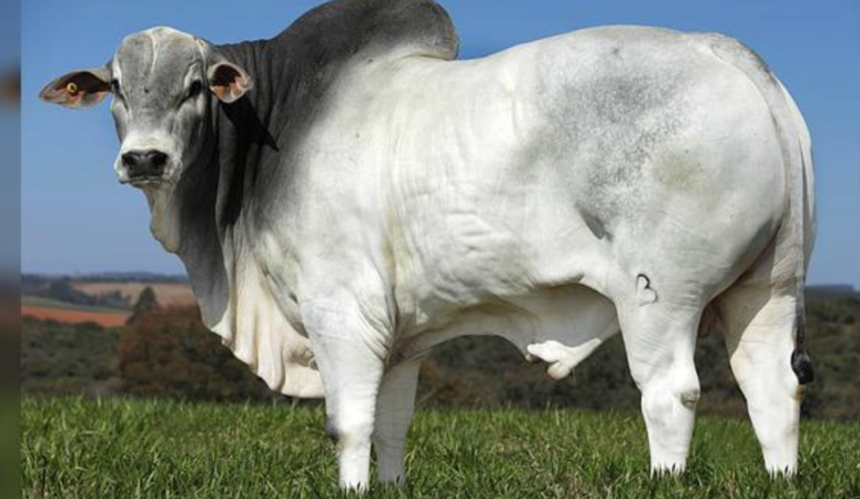 Associação dos Criadores de Nelore do Brasil completa 70 anos de contribuição à raça Nelore e à pecuária brasileira