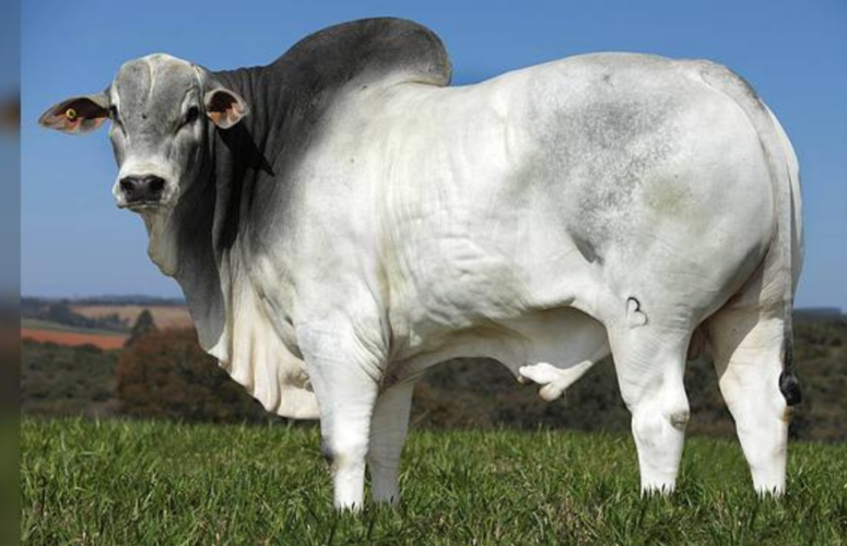 Associação dos Criadores de Nelore do Brasil completa 70 anos de contribuição à raça Nelore e à pecuária brasileira