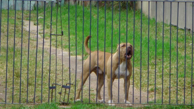 Homem morre após ser atacado por quatro pitbulls em quintal de casa em SC