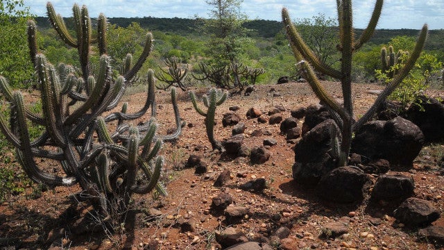 Brasil já perdeu 34 milhões dos 82,6 milhões de hectares da Caatinga