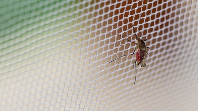 Epidemia de dengue aumenta demanda por doação de plaquetas no Rio