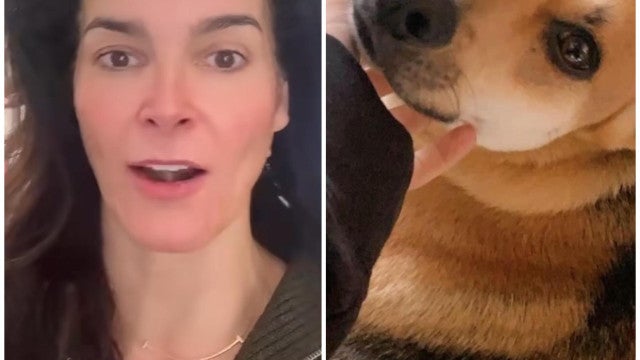 Entregador mata a tiros cachorrinho da atriz Angie Harmon; artista desafa
