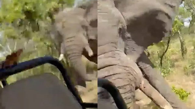 Elefante mata turista e fere cinco durante safári; vídeo mostra o ataque