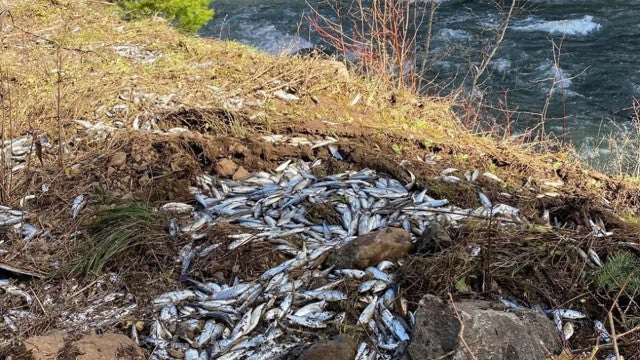 Acidente de caminhão derrama salmão vivo em rio errado nos EUA