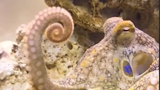 Família dos EUA se assusta após polvo de estimação dar luz a 50 filhotes