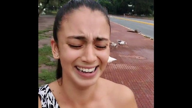 Mulher decide dar comida a gansos e acaba sendo perseguida; veja