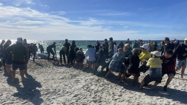 Mais de 26 baleias-piloto morrem encalhadas em praia na Austrália