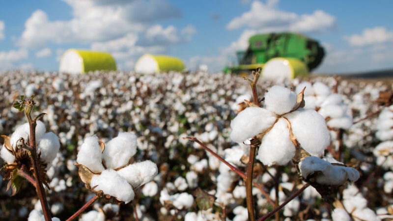 Tecnologias para o algodão ganham destaque em dia de campo