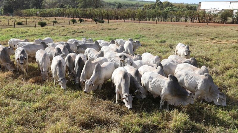 26º Megaleilão ofertará 500 touros Nelore CFM no dia 8 de agosto, em Campo Grande