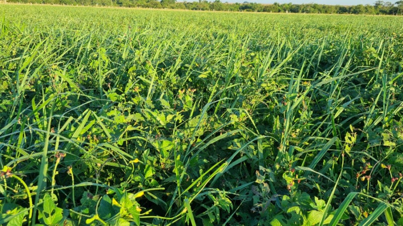 Workshop em Sinop mostra resultados do uso de consórcios em sistemas produtivos