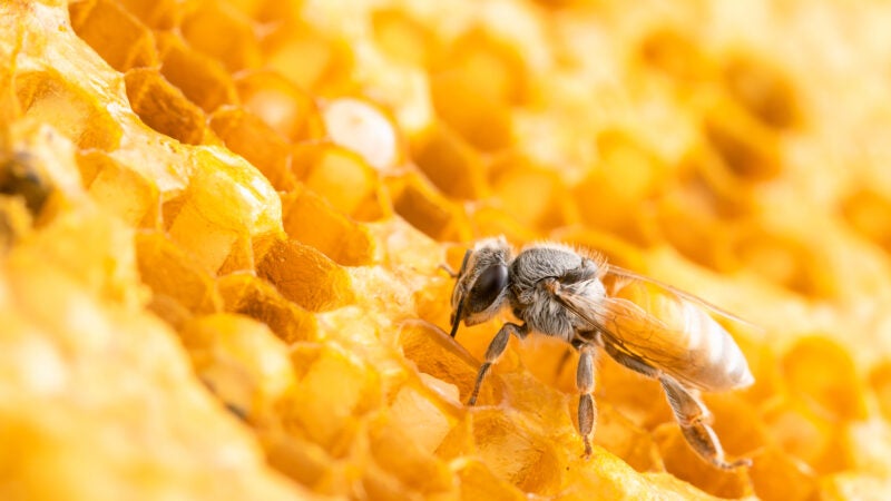 Sustentabilidade em destaque: Korin Alimentos apresenta novidades no APAS SHOW