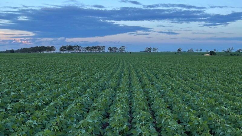 Consórcio de microrganismos, desafio de chegar à combinação ideal