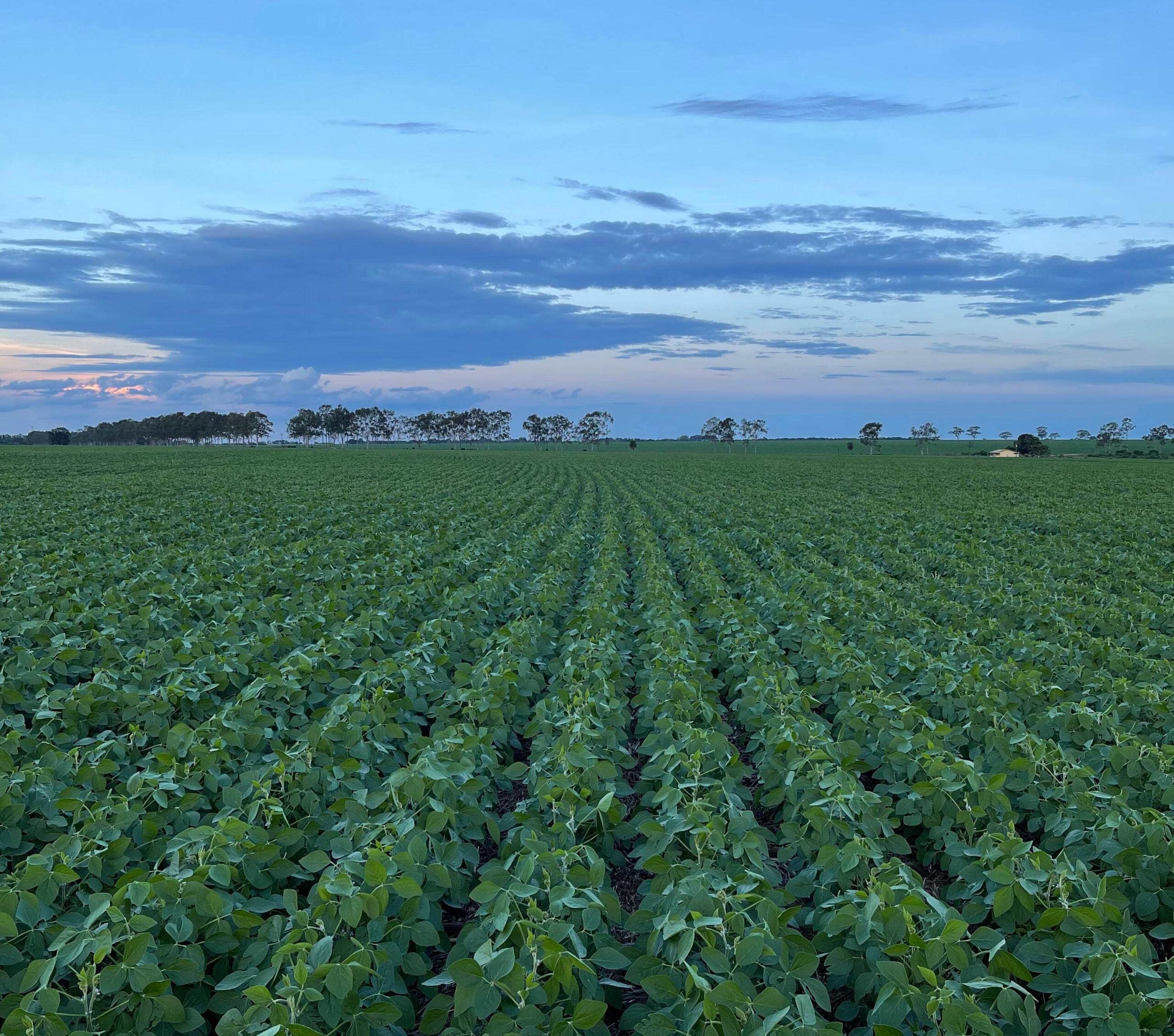 Consórcio de microrganismos, desafio de chegar à combinação ideal