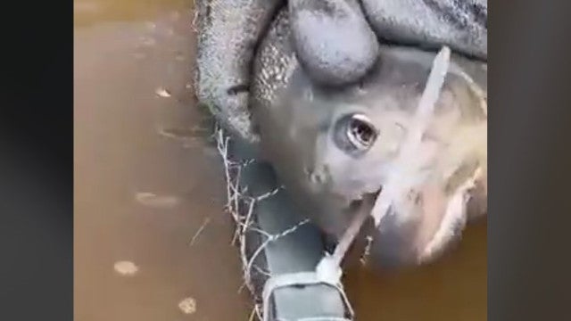 Piranha é usada para cortar armadilha de pesca; vídeo viraliza