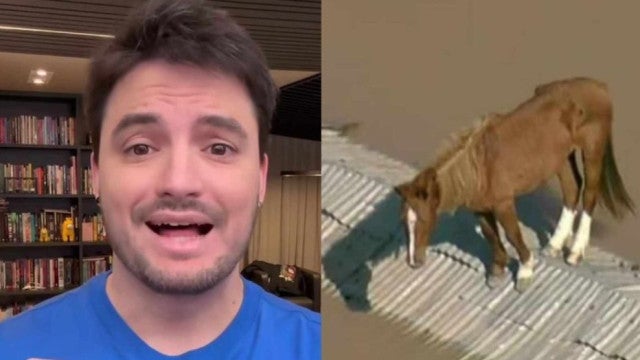 Felipe Neto se oferecem para adotar égua resgatada no RS