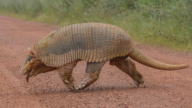 Maior Tatu do mundo é fotografado na Serra da Canastra, em Minas Gerais