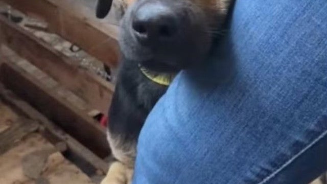 Cão abraça perna de voluntária após ser resgatado em Rio Grande do Sul