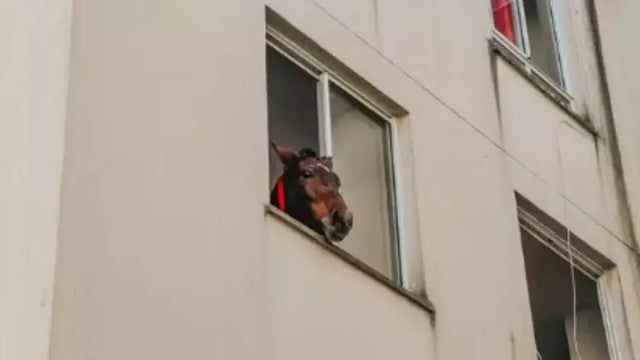 Égua é resgatada após dez dias presa em apartamento no Rio Grande do Sul