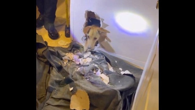 Cadela resgatada após ficar presa dentro da parede de casa por 2h; veja