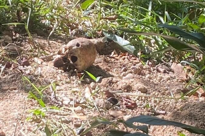 Corpo em avançado estado de decomposição é achado na margem de córrego