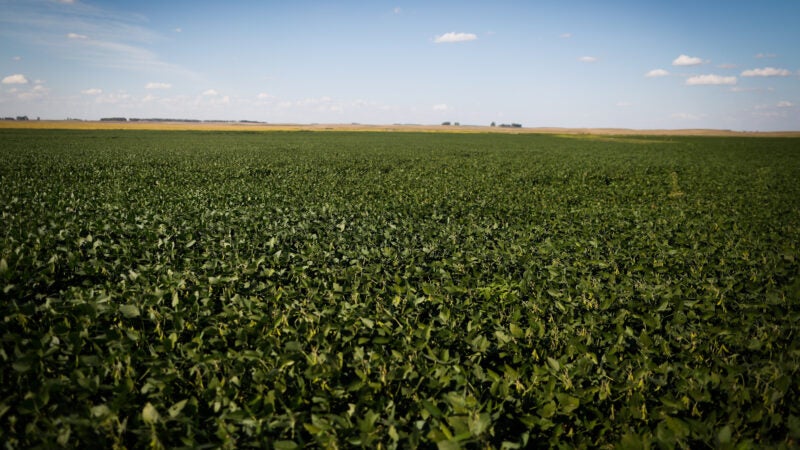 Compra antecipada de insumos agrícolas garante rentabilidade e a segurança das culturas