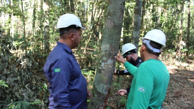 Mato Grosso promove evento sobre gestão florestal