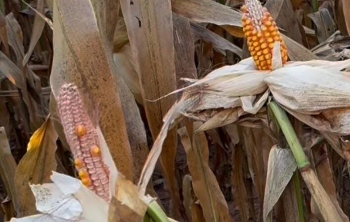 Causa da anomalia da espiga presa no milho intriga especialistas
