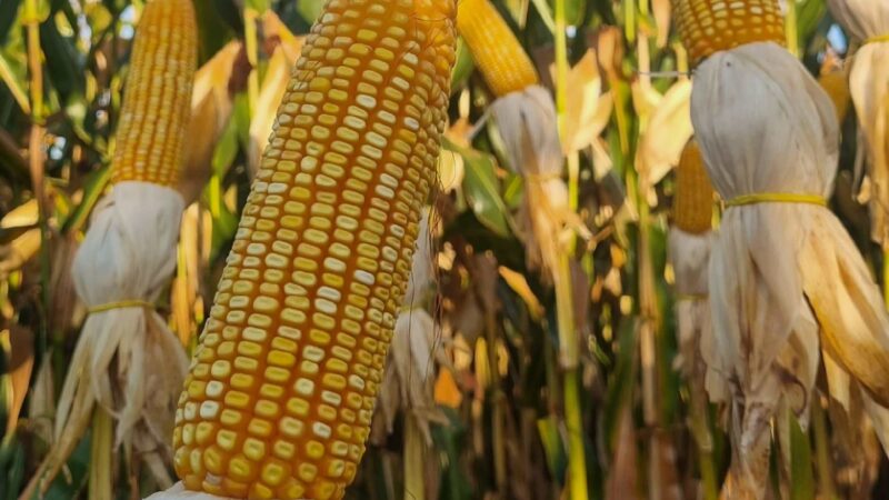 Produtores que atingiram teto de produtividade no milho serão premiados