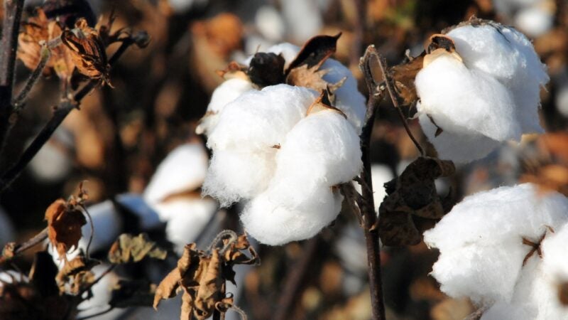 Sell Agro destaca na Bahia tecnologias inovadoras em adjuvantes