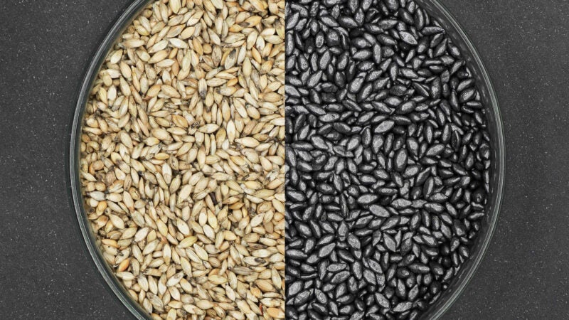 Qualidade do tratamento de sementes forrageiras e sua influência na produtividade e lucratividade da pastagem