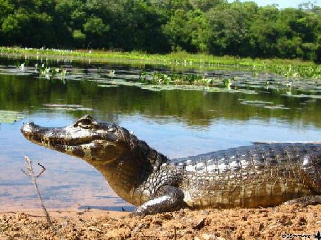 ALMT em busca de soluções para aliar conservação ambiental e desenvolvimento socioeconômico