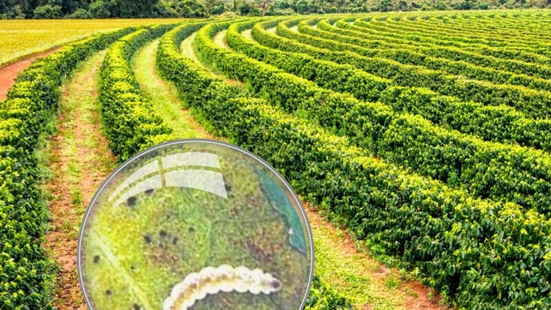 Startup desenvolve tecnologia inovadora para acessibilizar o controle biológico