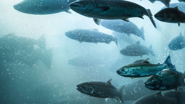 "Angustiante": 31 mil salmões que apanharam doença são abatidos nos EUA