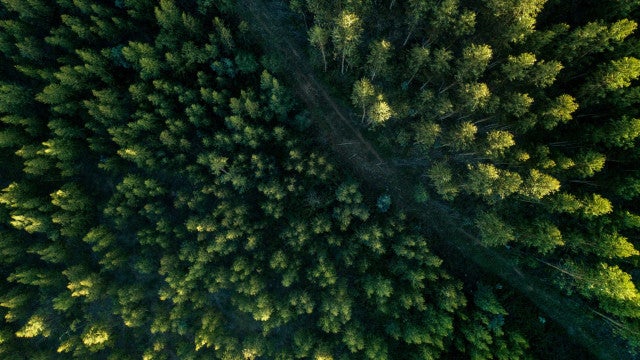 Desmatamento no Cerrado tem redução de 12,9% neste ano