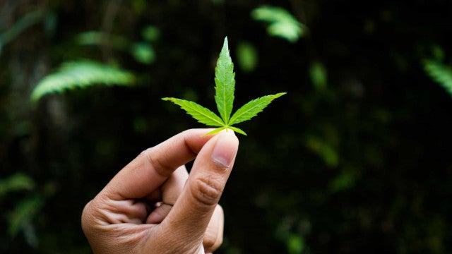 Maconha é droga mais usada do mundo, aponta relatório da ONU