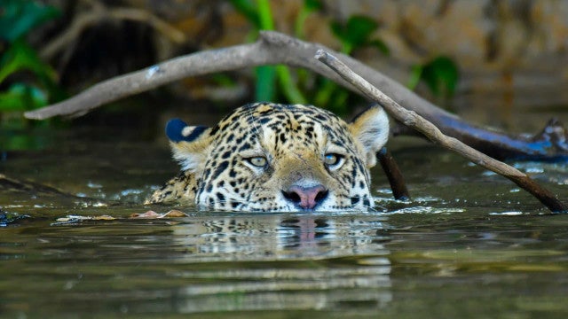 STF entende que Congresso é omisso e dá 18 meses para edição de lei de proteção ao pantanal