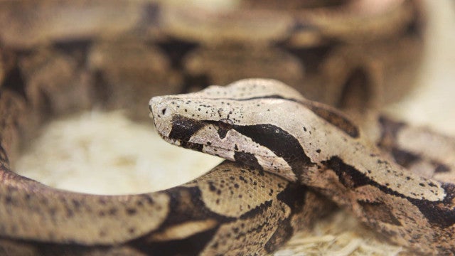 Pesquisadores descobrem nova espécie de jiboia nativa da Mata Atlântica