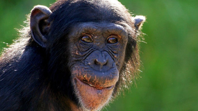 Chimpanzé de Michael Jackson ainda está vivo e mora em santuário na Flórida