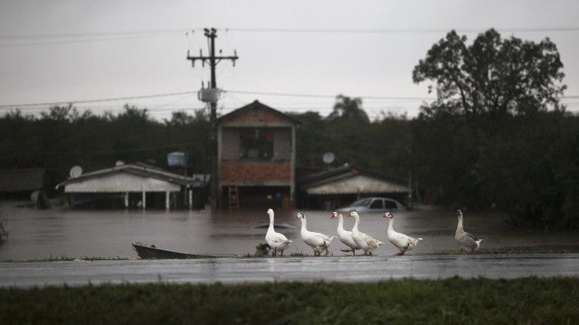 Polícia indicia 7 funcionários e Cobasi por morte de animais em lojas inundadas em Porto Alegre