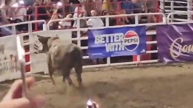 Vídeo: touro pula cerca de arena, causa caos e faz três feridos